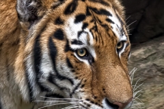 Tiger Close-up