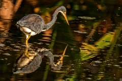 tricolor-heron-reflection-4824