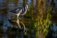 tricolor-heron-reflection-4825