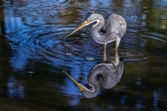 tricolor-heron-reflection-4827