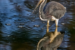 tricolor-heron-reflection-4829