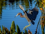 Tricolored Heron-8184