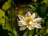 White Water Lotus 2346