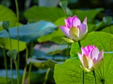 waterlilies-8238