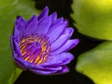 Blue Waterlily - 9777-2