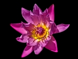 Pink-Yellow Waterlily - 9773-2