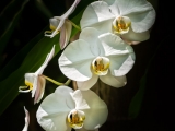 White Orchid 1281