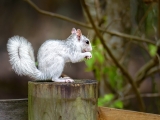 white squirrel