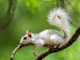 white=squirrel-5829
