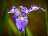 Wild Iris