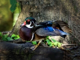 Wood Duck