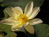 Yellow Water Lotus -6463