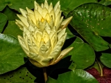 yellow-waterlilies-2402-1114