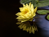 Yellow Water Lily Reflection 7838