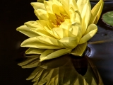 Yellow Water Lily Reflection - 2 - 7838