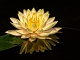 Yellow Tropical Water Lily - 7937