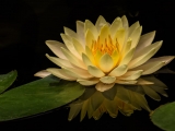 Yellow Waterlily 8205