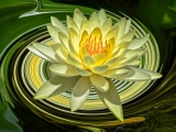 Yellow Waterlily On A Twirling Plate