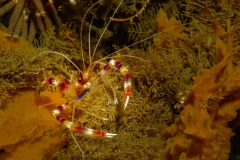 Banded Coral Shrimp