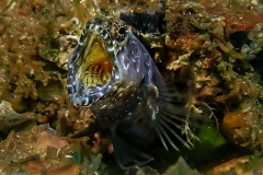 bhb-blenny-2