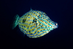 Filefish5x7