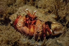 Giant Hermit Crab