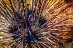 Long-Spined Sea Urchin Up-Close
