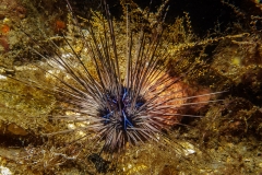 Long-Spined Sea Urchin