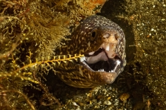 Spotted Moray Eel