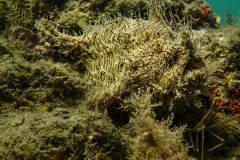 Hairy Frogfish