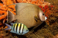 gray-angelfish-2-c57