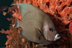 gray-angelfish-c26